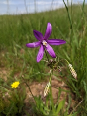 Brodiaea appendiculata