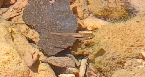 Western Mosquitofish
