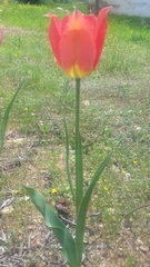 Tulipa agenensis