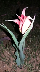Tulipa agenensis