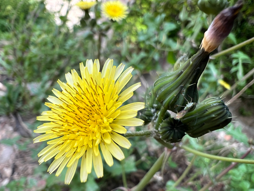 Common Sow-thistle