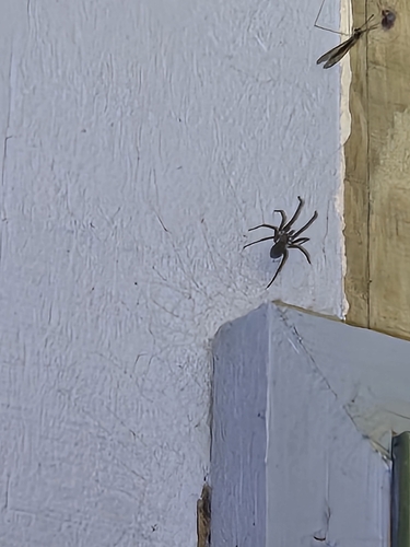 Southern House Spider