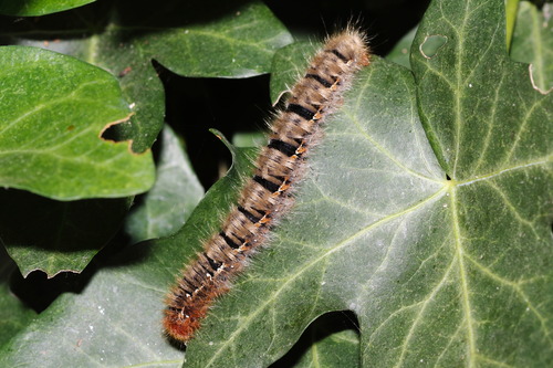 Oak Eggar