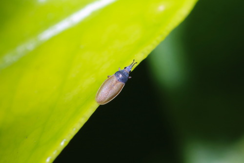 Agramma