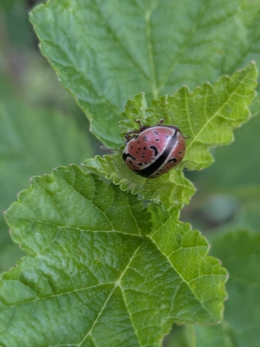 Calligrapher Beetles