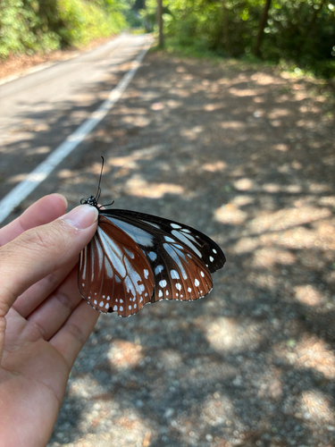 Chestnut Tiger