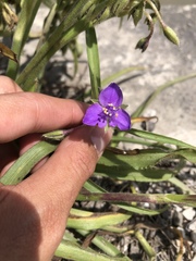 Tradescantia subacaulis