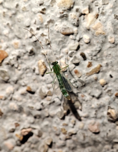 Chironomus javanus