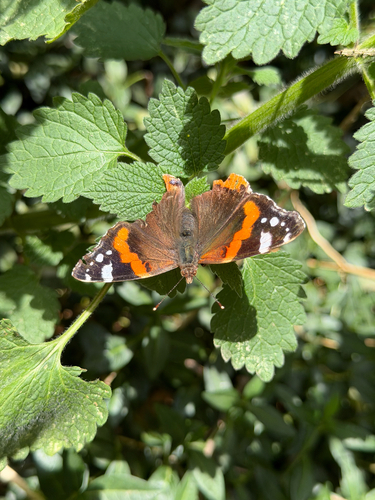 Red Admiral
