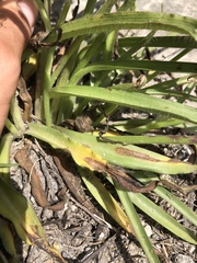 Tradescantia subacaulis