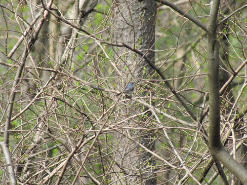 Blue-gray Gnatcatcher