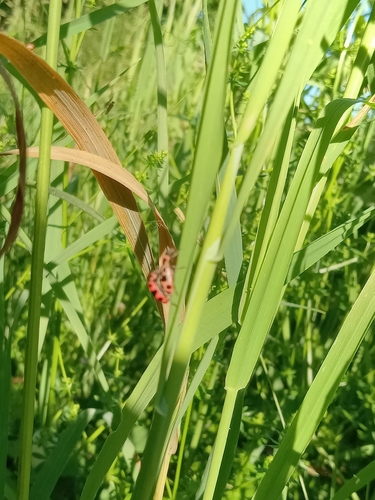 Spotted Pink Lady Beetle