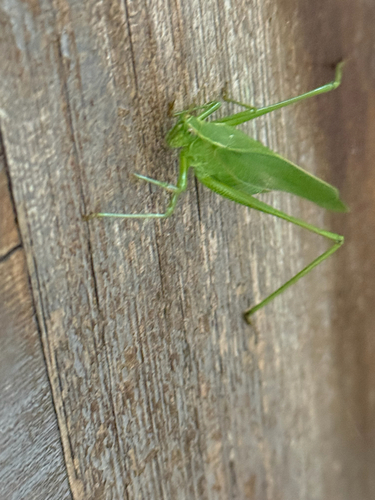 Fork-tailed Bush Katydid