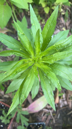 horseweed