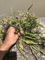 Tradescantia subacaulis