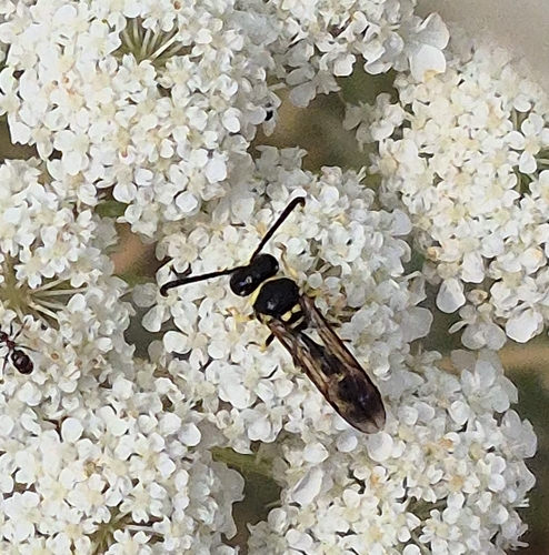 Eumenes