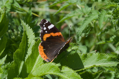 Vanessa atalanta