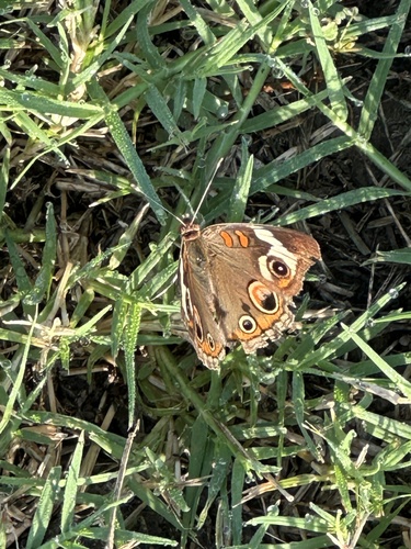 Common Buckeye