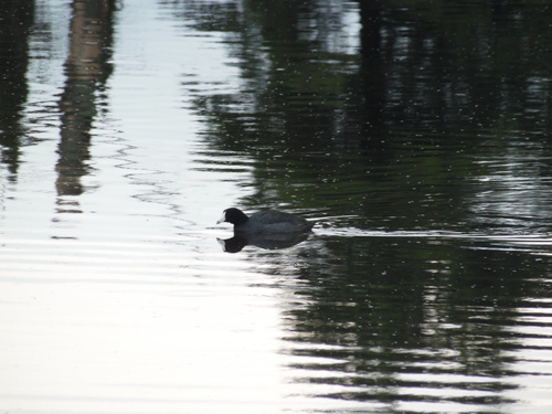 Fulica americana