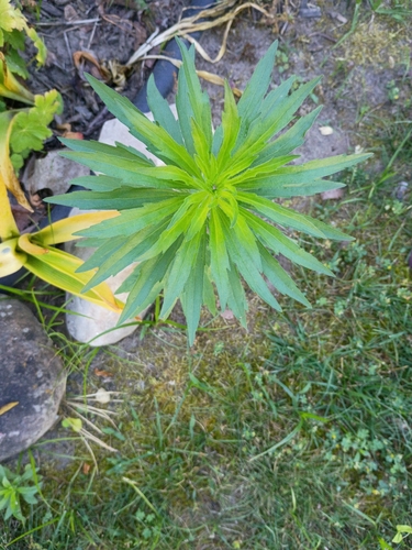 horseweed