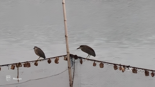 Black-crowned Night Heron