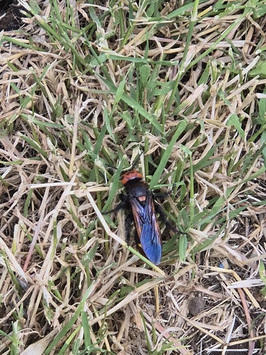 Mammoth Scoliid Wasp