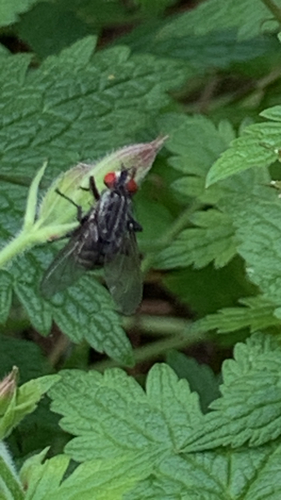 Cryptic carnaria-group Flesh Flies