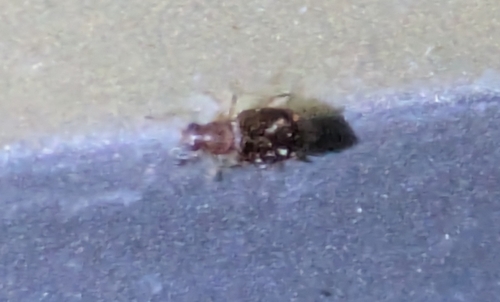 Melanophthalma