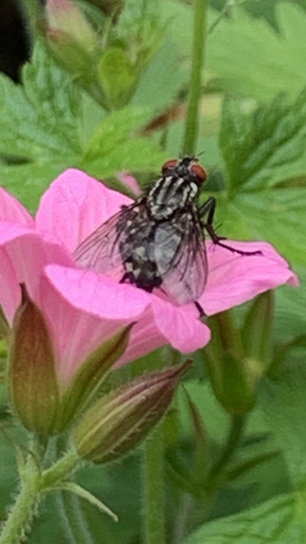 Common Flesh Flies