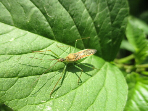 Zelus renardii