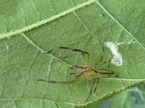 Magnolia Green Jumping Spider