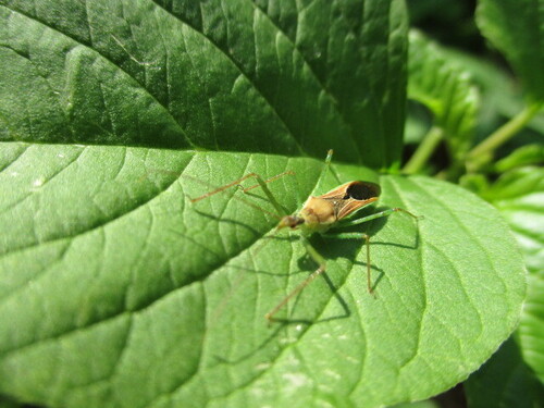 Zelus renardii