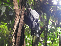 Rafflesia micropylora