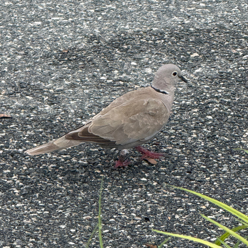Eurasian Collared-Dove