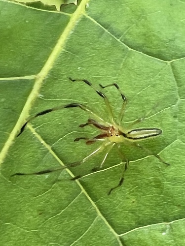 Magnolia Green Jumping Spider