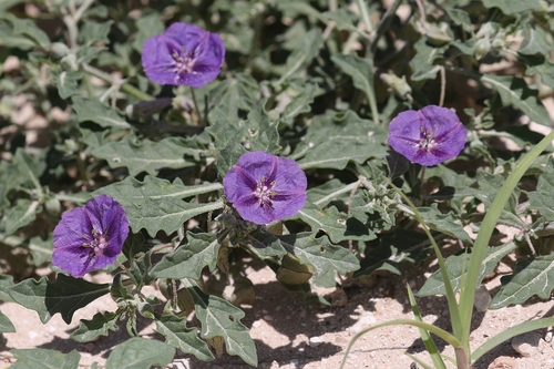 purple groundcherry