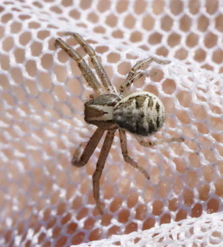 Xysticus