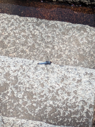 Greater Blue Skimmer