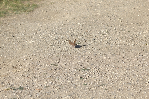 Common Nightingale