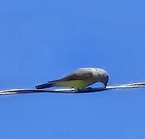 Western Kingbird