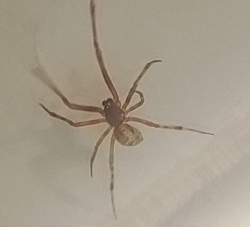 False Widow Spiders