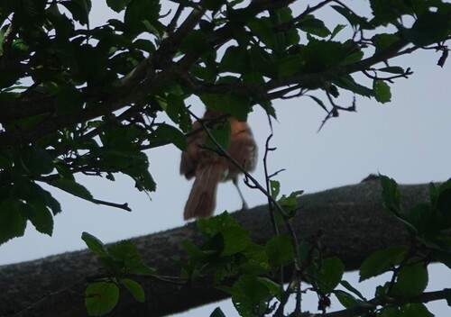 Brown Thrasher