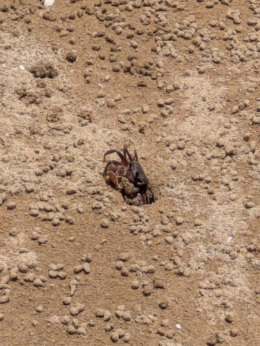 Ocypode stimpsoni