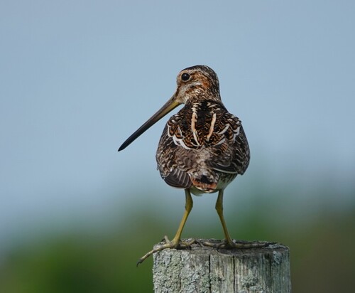 Wilson's Snipe