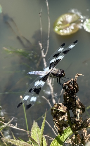 Twelve-spotted Skimmer