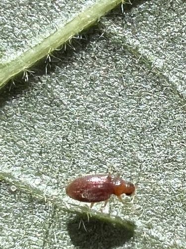 Melanophthalma