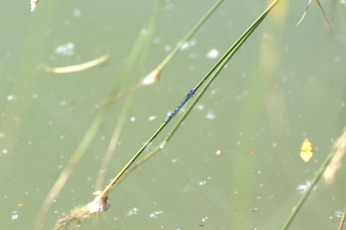 Common Blue Damselfly