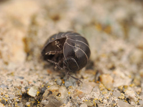 Common Pill Woodlouse