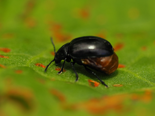 Japanese Green Dock Beetle