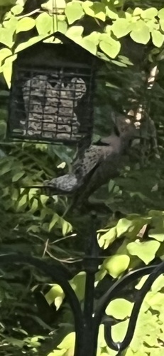 Northern Flicker